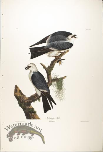 Mississippi Kite
